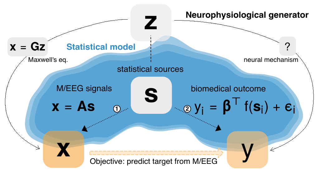 Generative model for regression with M/EEG. Unobservable neuronal activity zz gives rise to observed M/EEG data XX and an observed
biomedical outcome yy. The M/EEG data XX is obtained by linear mixing of zz through the leadfield GG. The outcome y is derived from zz through
often unknown neural mechanisms. The statistical model (blue cloud) approximates the neurophysiological data-generating mechanisms with
two sub-models, one for the M/EEG signals XX (path 1), one for the biomedical outcome yy (path 2). Both models are based on a vector suncorrelated statistical sources that, may refer to localized cortical activity or synchronous brain networks. The ensuing model generates yy fromlinear combination of the statistical sources ss. The generative model of XX follows the ICA model and assumes linear
mixing of the source signals by AA, interpreted as a linear combination of the columns of the leadfield GG. The generative model of y assumes a linear
model in the parameters β\beta  but allows for non-linear functions in the data, such as the power or the log-power. The mechanisms governing pathimplies that the sources ss appear geometrically distorted in XX. This makes it impossible for a linear model to capture this distortion if y, in path 2, generated by a non-linear function of ss. This article focuses on how to mitigate this distortion without biophysical source modeling when performing
regression on M/EEG source power.