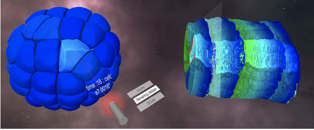 Juxtaposed views in a virtual environment of a mesh (left) alongside a “Space-Time Cube” (right), extracted from a 3D recording of an embryo development. Interactions are synchronized between the representations.