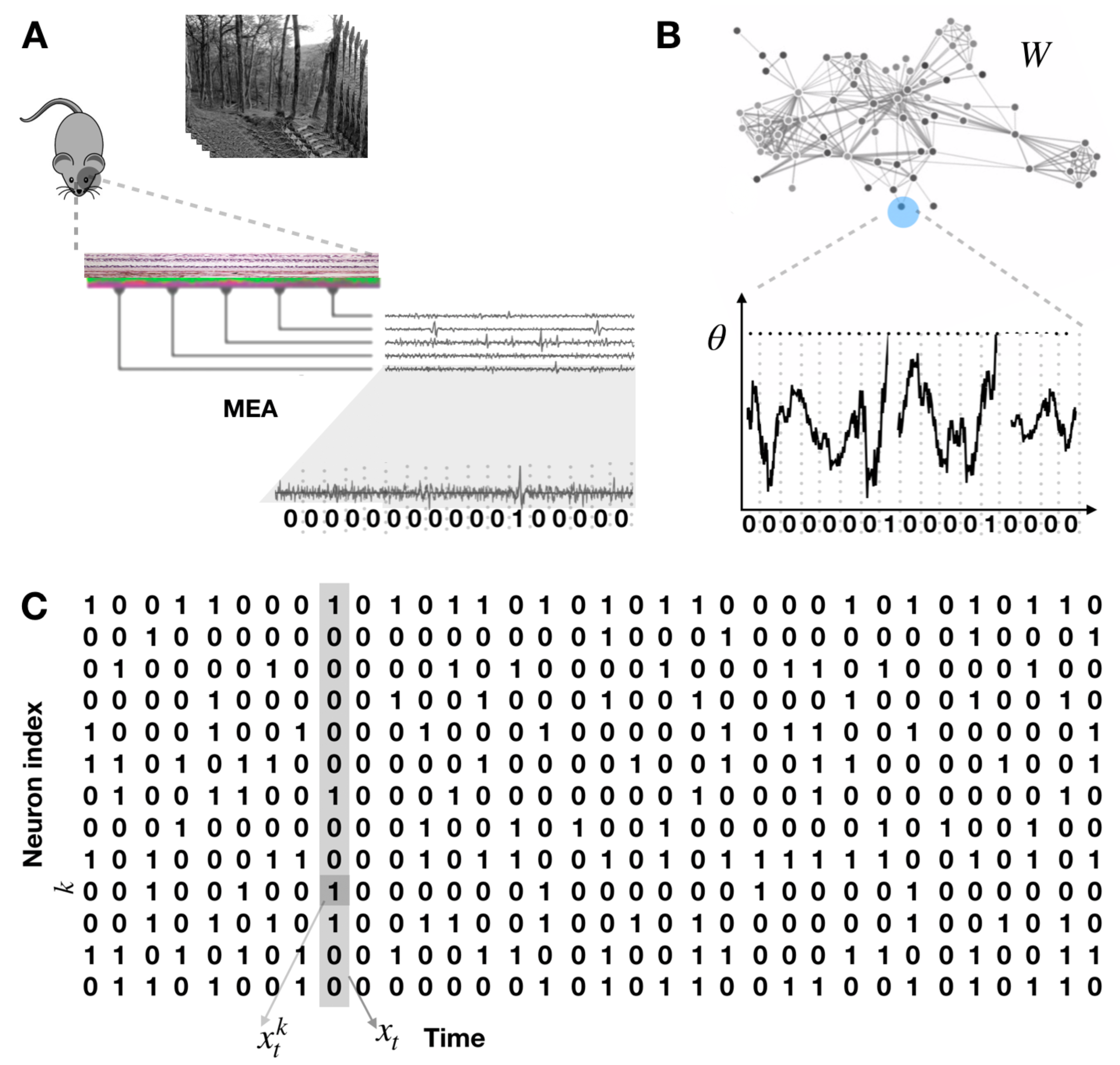 From experimental spike trains to mathematical modelling.(A) Experimental set-up. MEA detect spikes from living neuronal tissue. In this illustration, the retina of a mammalian is put into the MEA and submitted to natural light stimuli. The membrane potential of retinal ganglion cells is recorded and analysed to extract the spikes using spike sorting algorithms. (B) Mathematical models of biophysically inspired spiking networks can be used to study spike trains. Top. Neurons, considered here as points in a lattice, interact via synaptic connections on an oriented weighted graph where the matrix of weights is denoted WW. Bottom. A prominent mathematical class of models is the Integrate and Fire model where the membrane potential is modelled by a stochastic differential equation (black trajectory) with threshold condition θ\theta . The neuron is considered to spike whenever the membrane potential reaches the threshold. Then, it is reset to some constant value. Binning time using windows of a few ms length, one can associate the continuous-time trajectory of the membrane potential with a discrete-time sequence of 0s and 1s characterising the spike state of the neuron in each time window. (C) Spike trains. Using the binary representation at the bottom of (B) for each neuron in a network one obtains sequences of binary spike patterns (spike trains) symbolically representing the underlying neuronal dynamics.
