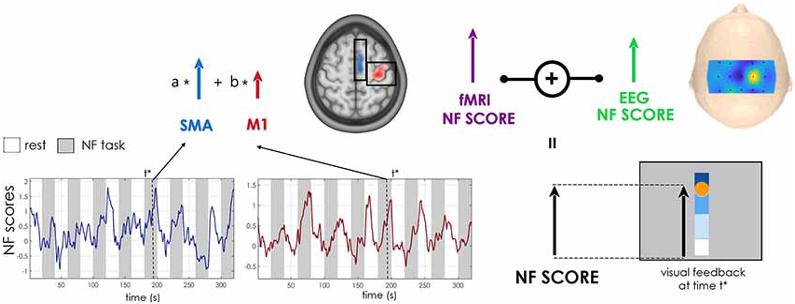 NF calculation schematic. The visual NF at time t*t^* is equal to the average of EEG and fMRI NF scores, updated respectively every 250 ms and 1 s. The fMRI NF score, in turn, is equal to the weighted sum of blood-oxygen-level-dependent (BOLD) activations (contrast NF TASK > REST) in the supplementary motor area (SMA) and primary motor cortex (M1) regions of interest (ROIs) (in blue and red on a normalised anatomical scan, with calibration a priori masks in black). The weights assigned to the two contributions M1 and SMA vary from the first training session ( a= 0.5,b= 0.5) to the second ( a = 0.25,b= 0.75). The EEG score was obtained computing the Event Related Desynchronization (ERD) on a combination of electrodes given by Common Spatial Pattern (CSP) or Laplacian filter weights.