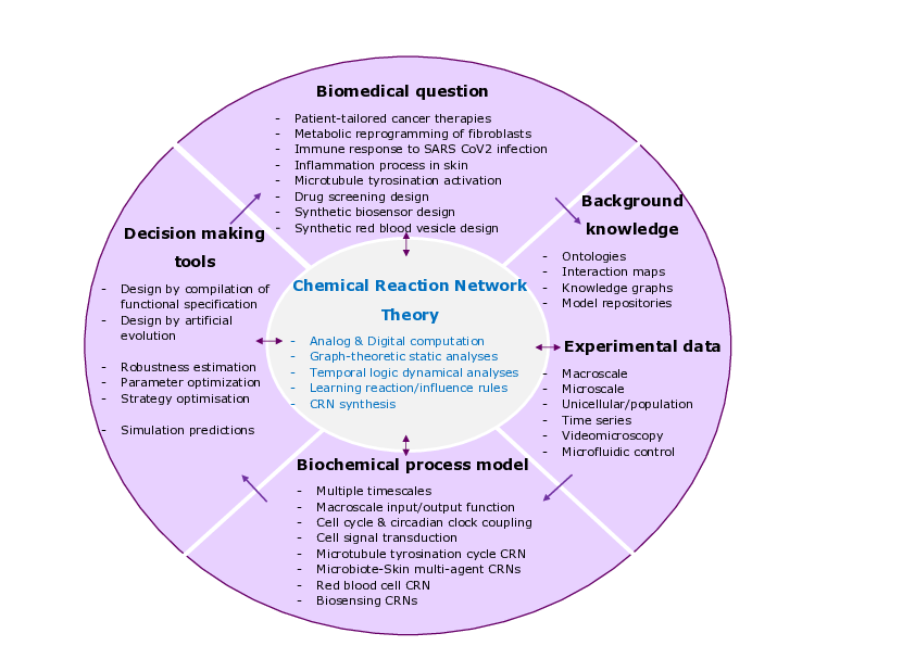 Big picture of our Lifeware project centered on the theory of Chemical Reaction Networks as a programming language, in both perspectives of understanding natural cell processes in systems biology, and implementing high-level functions in synthetic biology.