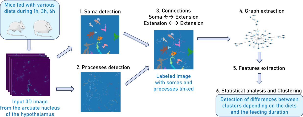 Pipeline for microglia detection, analysis, and classification.