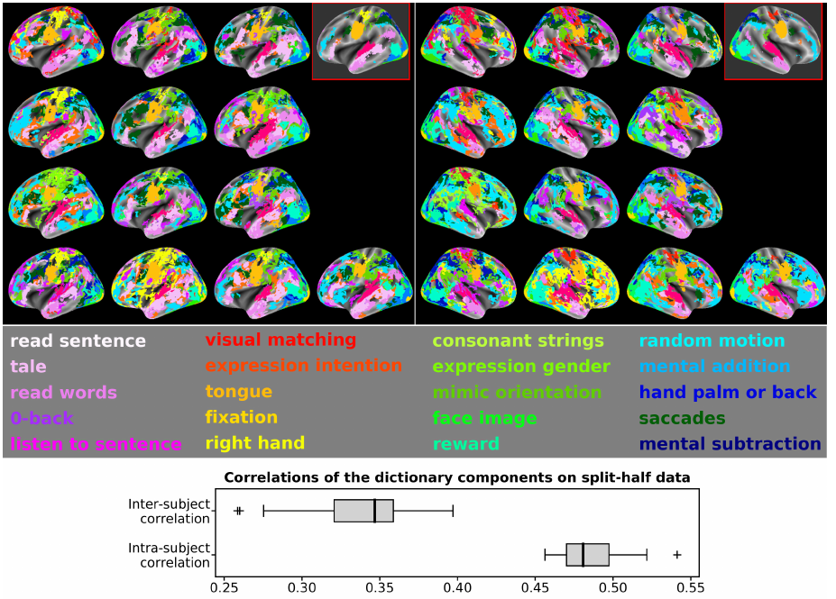 Dictionary of twenty cognitive components summarizing
thirteen individual topographies in fsaverage space. (Top
left/right) Labeling of left/right hemispheric cortical regions,
according to the strongest dictionary loading in that region. The
top-right brain maps outlined in red of each image display a
median map obtained at group level, i.e. a label is assigned to a
component if, at least, half of the participants have that label
at that location. (Middle) The twenty cognitive components are
labeled according to the contrast z-map that gets the maximum
loading for that component. (Bottom) The boxplots represent the
distribution of the intrasubject and intersubject stability of
the components and whiskers show the 95% CI. Both intrasubject
and intersubject data were split into two halves of the dataset,
according to the phase-encoding direction parameter of
acquisition. Dictionaries were estimated separately for each
dataset. Split-half reproducibility of the spatial loadings was
obtained, as their correlation, within and between
subjects. While intrasubject correlations are relatively high,
intersubject ones are low, thus hinting again at a strong subject
effect. Black horizontal lines, going through the boxes,
represent the median in both distributions. Overall, this figure
illustrates the consistency of some components, while it outlines
local and large-scale differences across the Individual Brain
Charting (IBC) participants.