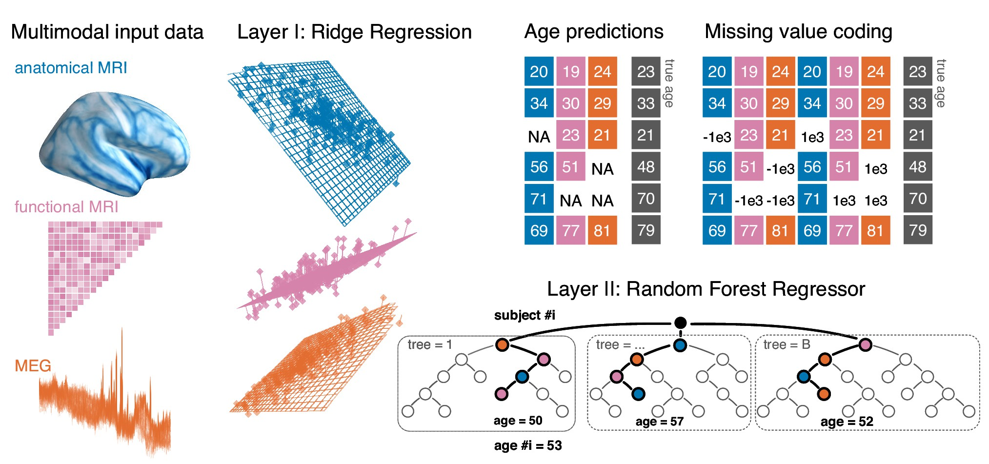 Opportunistic stacking approach. The proposed method allows to learn from any case for which at least one modality is available. The stacking model first generates, separately for each modality, linear predictions of age for held-out data. 10-fold cross-validation with 10 repeats is used. This step, based on ridge regression, helps reduce the dimensionality of the data by generating predictions based on linear combinations of the major directions of variance within each modality. The predicted age is then used as derived set of features in the following steps. First, missing values are handled by a coding-scheme that duplicates the second-level data and substitutes missing values with arbitrary small and large numbers. A random forest model is then trained to predict the actual age with the missing-value coded age-predictions from each ridge model as input features. This potentially helps improve prediction performance by combining additive information and introducing non-linear regression on a lower-dimensional representation.
