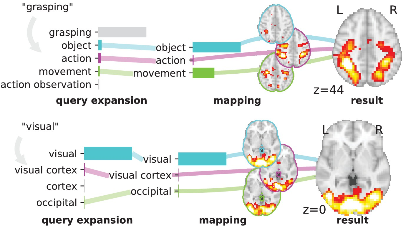 Overview of the NeuroQuery model: two examples of how association maps are constructed for the terms 'grasping' and 'visual'.
The query is expanded by adding weights to related terms. The resulting vector is projected on the subspace spanned by the smaller vocabulary selected during supervised feature selection. Those well-encoded terms are shown in color. Finally, it is mapped onto the brain space through the regression model. When a word (e.g., 'visual') has a strong association with brain activity and is selected as a regressor, the smoothing has limited effect. Details: the first bar plot shows the semantic similarities of neighboring terms with the query. It represents the smoothed TFIDF vector. Terms that are not used as features for the supervised regression are shown in gray. The second bar plot shows the similarities of selected terms, rescaled by the norms of the corresponding regression coefficient maps. It represents the relative contribution of each term in the final prediction. The coefficient maps associated with individual terms are shown next to the bar plot. These maps are combined linearly to produce the prediction shown on the right.