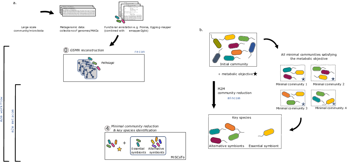 Metage2Metabo software illustrated as the main steps of its default pipeline (a) and the concept of key species (b) (from )