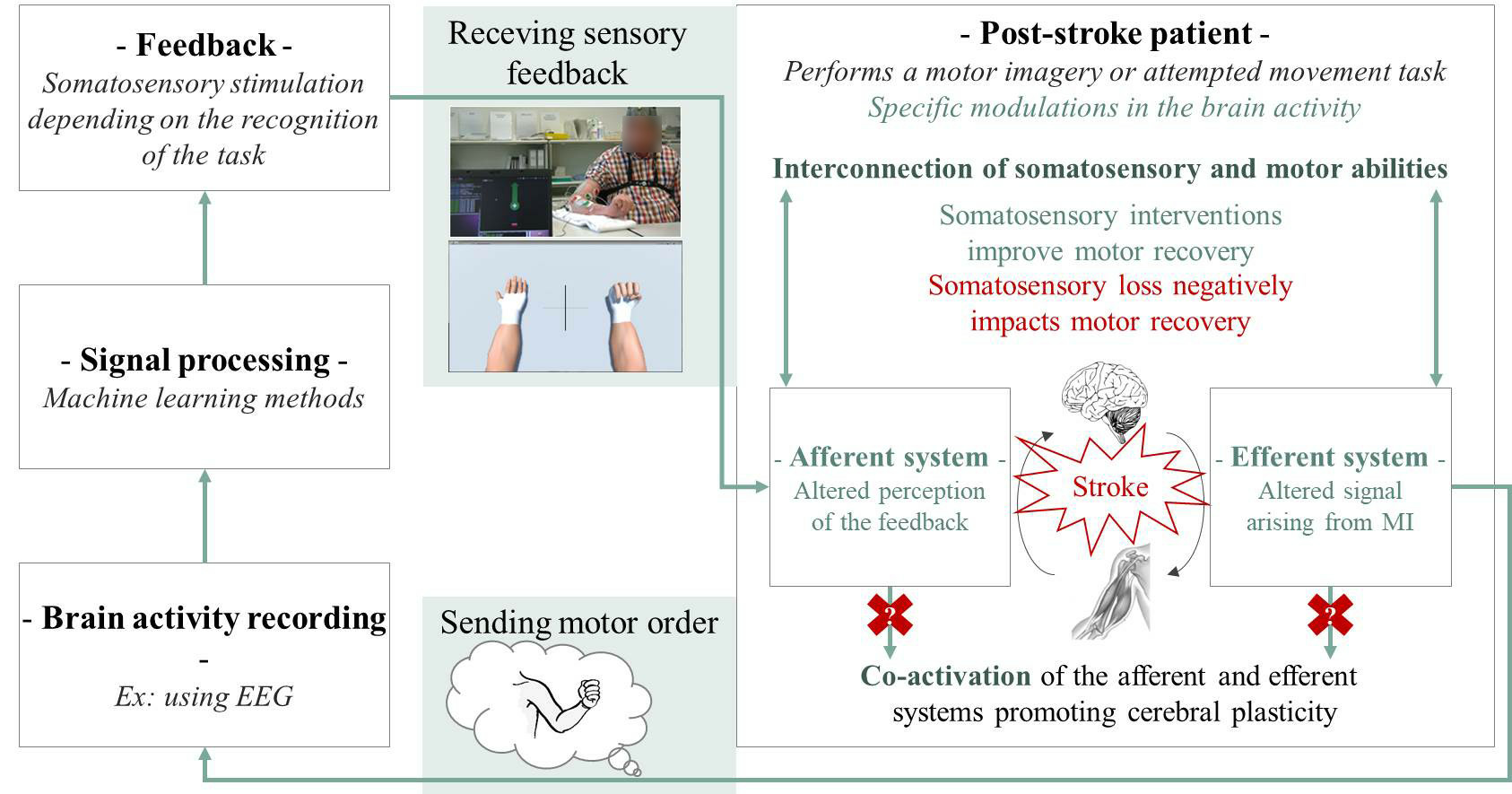 A model describing how somatosensory abilities can impair BCI-based stroke rehabilitation.