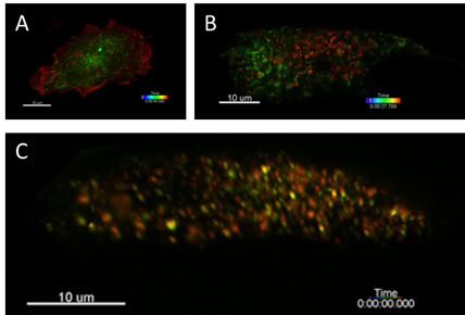 : Intracellular dynamics. (A) Recycling endosomes Rab11 (green) vs LifeAct (red) in RPE1 Cells. (B) Langerin (red) vs Transferrin Receptor (green) in RPE1 cells. (C) Langerin (Green) vs Recycling endosomes Rab11(red) in RPE1 cells.
