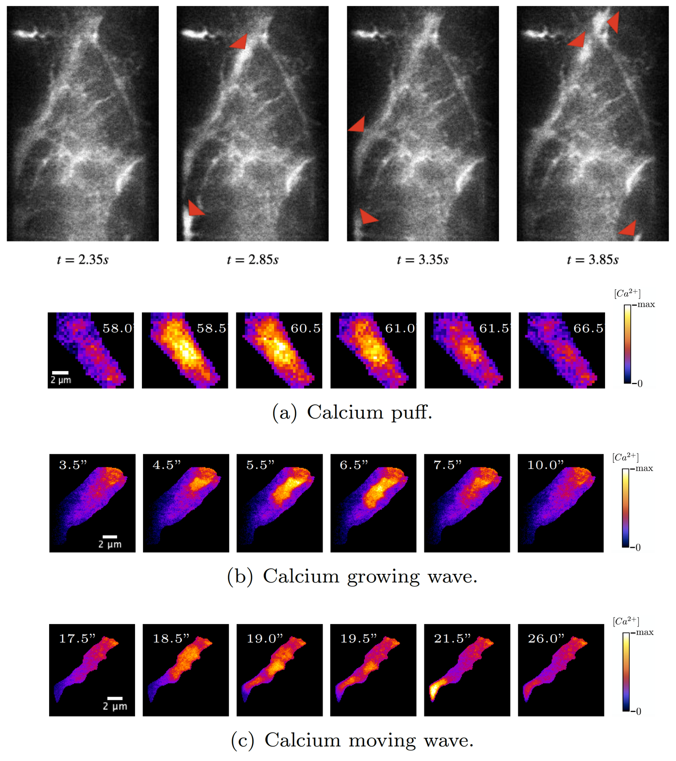Frames from our simulated 2D+time LLSM images. Red triangles: changes in calcium signals (top). Maximum intensity projections of calcium puff (a) and waves (b)-(c) from our simulated 3D+time LLSM images (bottom).