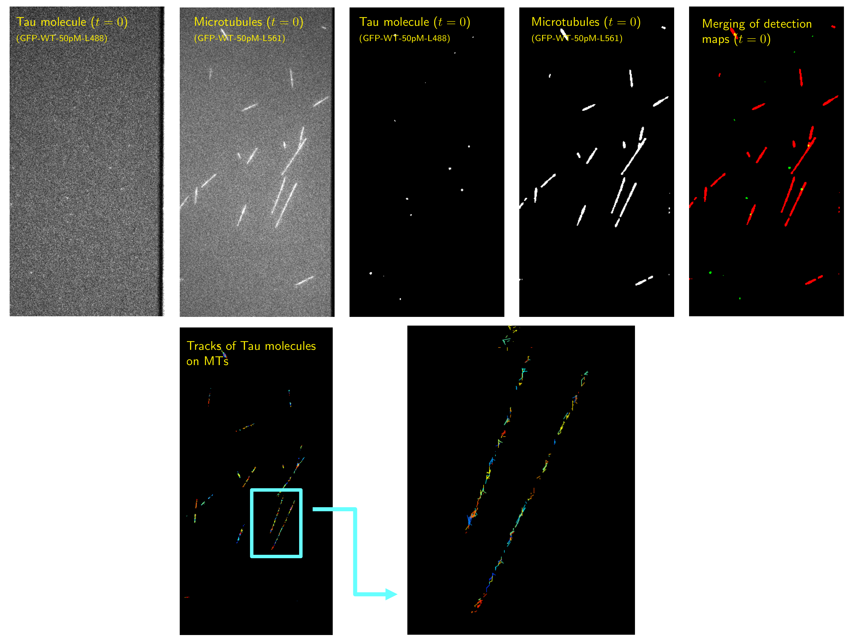 Interaction of single Tau molecules with microtubules. Top: image pair at time t=0t=0 (left), detection of tau proteins and microtubules (middle), and merging of detection masks (right). Bottom: Tracking of Tau proteins on microtubules.