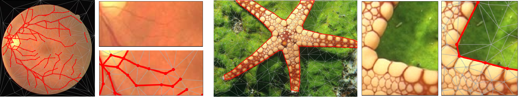 Example applications of Delaunay Point Processes to extract planar graphs representing blood vessels in retina images (left), and complex polygons representing object silhouettes (right). The point distribution creates a dynamic Delaunay triangulation while edge and facet labels specify the geometric structure (see red edges on close-ups).