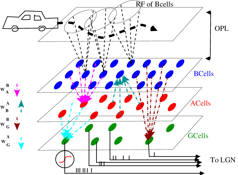 Structure of the retina model used in the paper. A moving object moves along a trajectory. Its image is projected by the eye optics to the upper retina layers (Photoreceptors and H cells) and stimulates them. Then the layers of Bipolar (B cells), Amacrines (A Cells) and Ganglion (G cells), process this signal which is eventually converted into a spike train sent to the visual cortex.