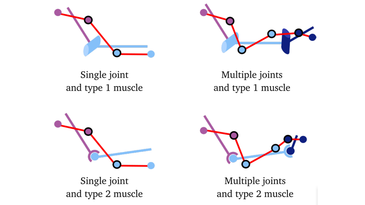 Muscle types taken into account in the muscle path modeling method developed in 