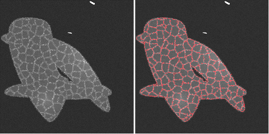 Synthetic RCM image (left) and obtained automatic cells detection of its cells (right).