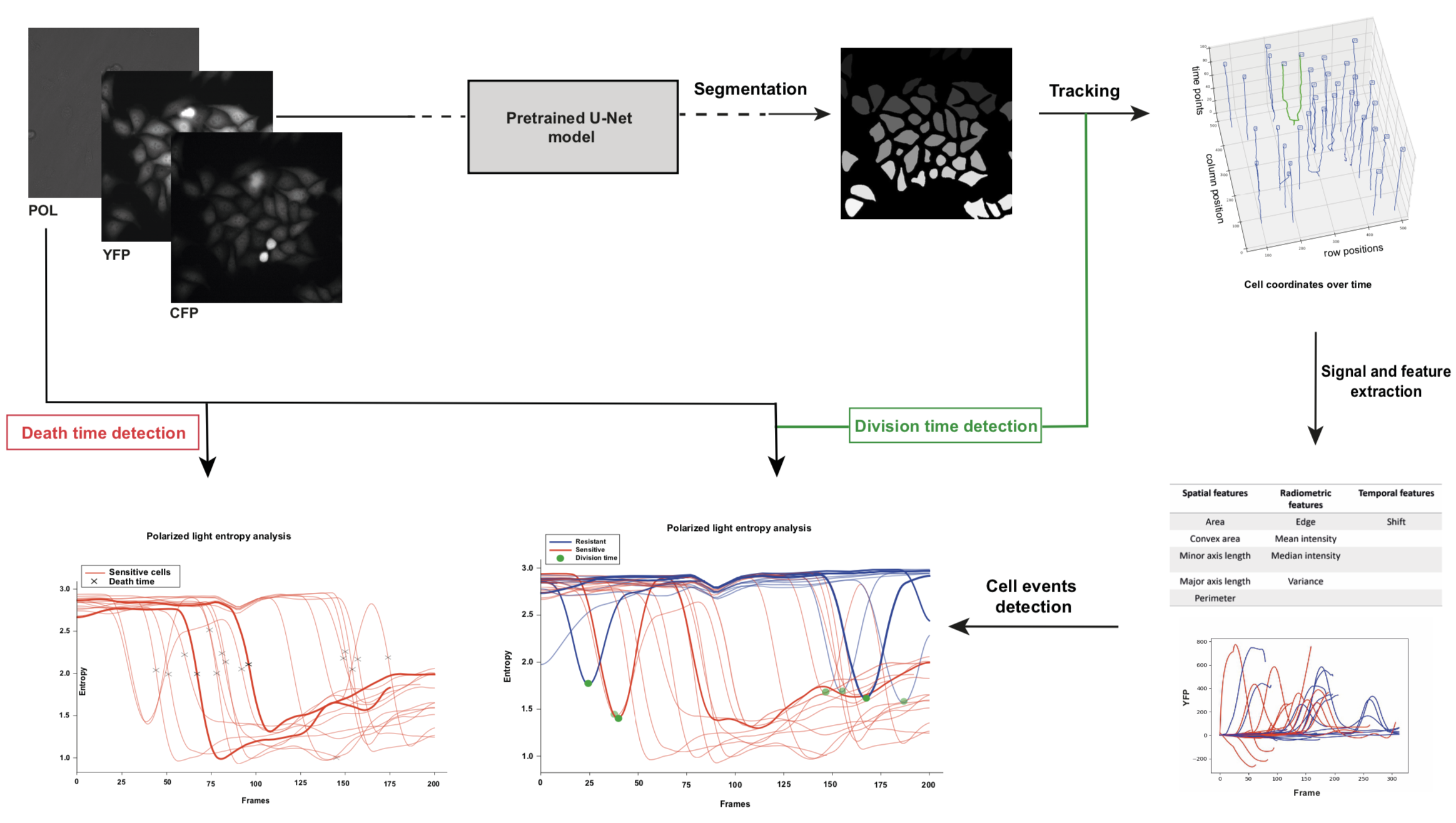 Cell division and death events detection from multi-channel live-cell imaging without specific event markers.