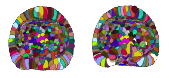 3D segmented images of a sea urchin embryo at the onset of the archenteron invagination (left) and during the invagination (right).