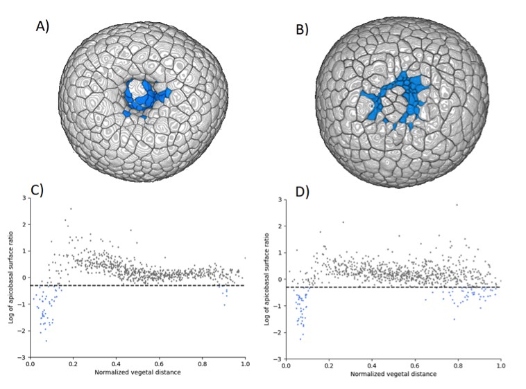 (A-B) 3D renderings of sea urchin embryos and (C-D) plots the apical over basal area ratio as a function of the distance to the vegetal pole. One dot represents one cell; the horizontal dashed line corresponds to apical area = basal area/2. On the x-axis, 0 corresponds to the vegetal pole and 1 to the animal pole (at the exact opposite from the vegetal pole). (A-C) WT embryo and (B-D) mutant embryo where the archenteron does not invaginate.