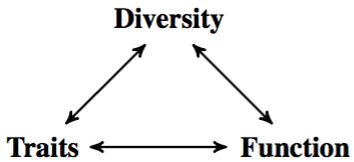 Figure contains three words, “diversity”, “function”, and “traits” in a triangle, with double-ended arrows between paris of words
