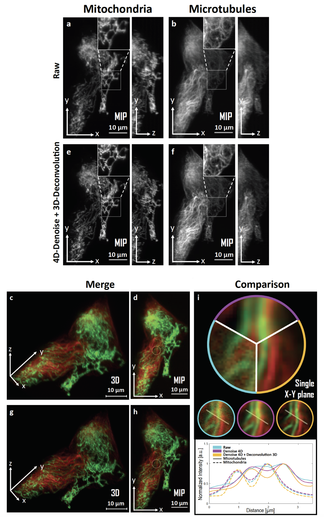 SPITFIR(e) for 4D-denoising, background subtraction, and 3D-deconvolution on LLSM images. 60 planes 3D volumes of live RPE1 cells double stained with PKMR for Mitochondria (a,e) and with Tubulin TrackerTM^{TM} Deep Red for Microtubules (b,f) were acquired within 2.2s2.2s per stack using lattice light-sheet microscopy. MIP of representative raw (see Material and Methods section) images for Mitochondria and Microtubules, respectively, before (a,b) and after (e, f) SPITFIR(e) 4D denoising and 3D deconvolution (3D Gaussian PSF, σxy=1.5\sigma _{xy} =1.5 pixels and σz=1.0\sigma _{z} =1.0 pixel). Insets are zoomed area illustrating SPITFIR(e) improvement in spatial resolution and SNR. 3D angular views and MIP of composite images before (c,d) and after (g,h) SPITFIR(e) treatment (Red for Microtubules; Green for Mitochondria). 4D denoising SPITFIR(e) image improvement shown on a single x-y plane (i) zoomed from the inset indicated in (d, h). Raw image is indicated as a blue lined sector in the upper part and in the left circle, beneath; 4D denoised image is similarly indicated in magenta, while the 4D denoised + 3D deconvolved image is in yellow. Intensity line profiles were measured as indicated in the 3 circles and plotted for each processing step and both Mitochondria and Microtubules at the lower part of (i).