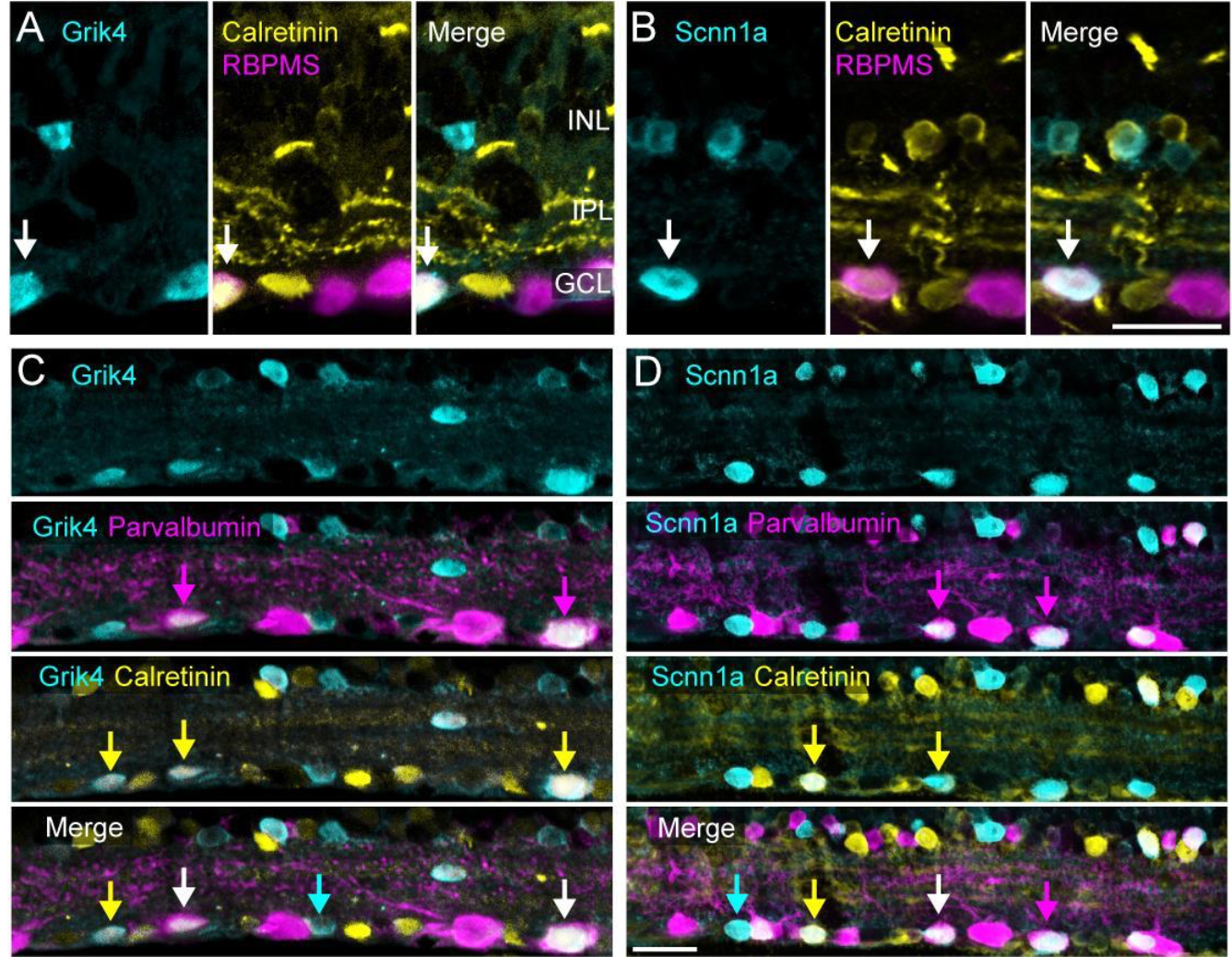 This figure shows experimental results from E. Sernagor lab (performed by G. Hilgen et E. Sernagor) showing how specific genes (Grik4 and Scnn1a) are expressed in mice retina, at the level of Retinal Ganglion Cells types.
