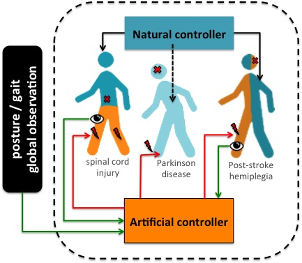 FES assistance should take into account the coexistence of artificial and natural controllers. Artificial controllers should integrate both global (posture/gait) and local (limb/joint) observations.