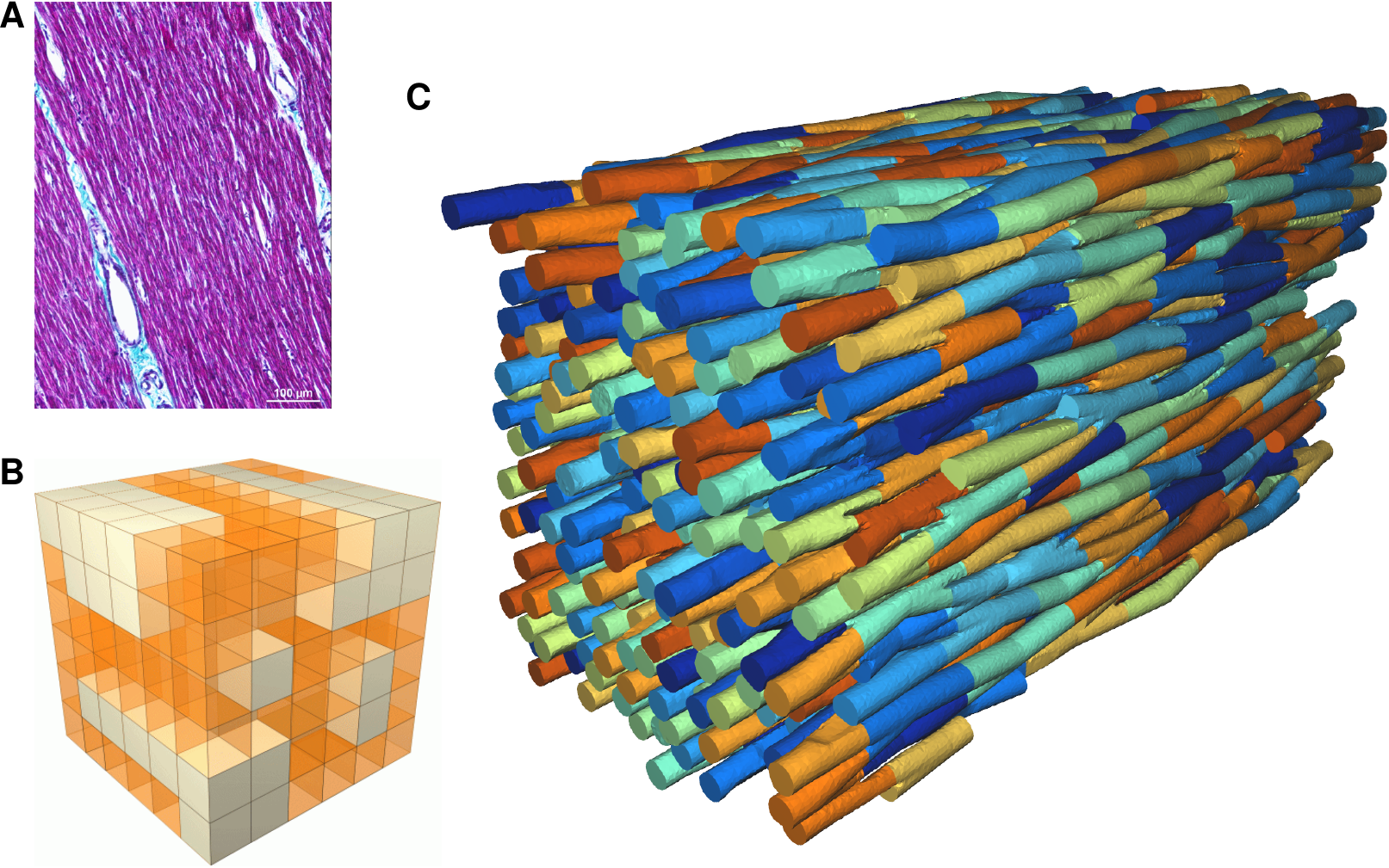 Image of the microstructure from histology, current, insufficient, representation of microstructural defects, and foreseen geometry to be used in microscopic models.