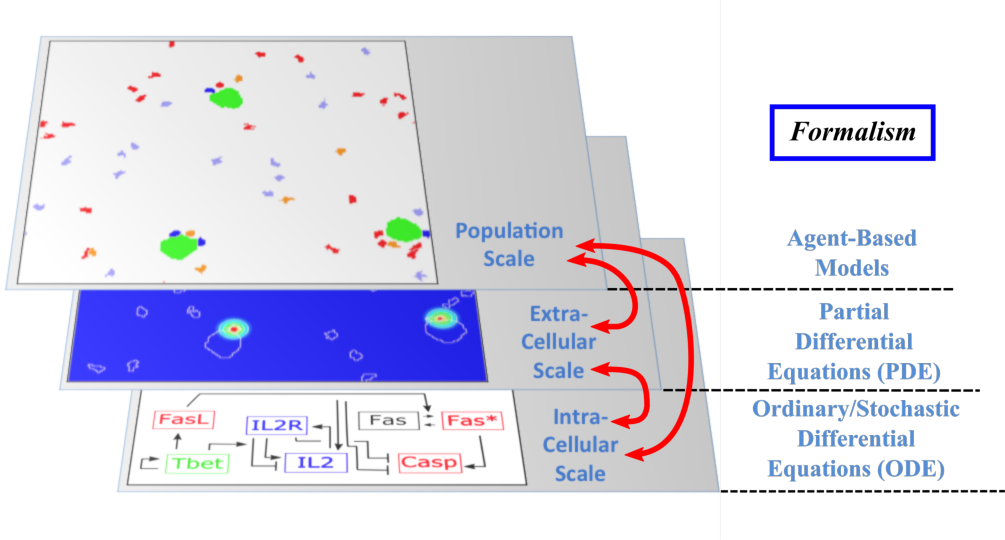 Scheme of multi-scale models of cell dynamics