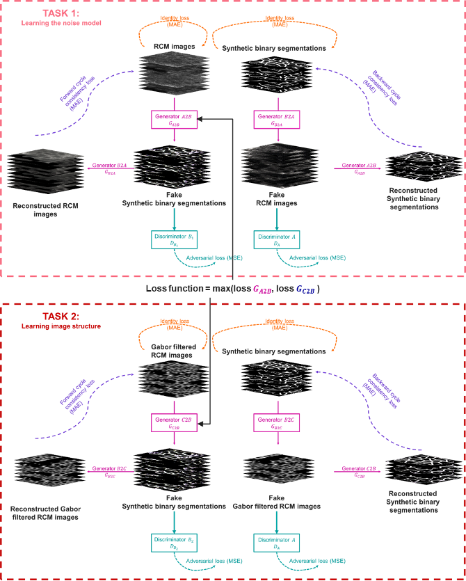 Multi-task Cycle Generative Adversarial Networks architecture. The first task maps domain A (RCM images) to the unpaired domain B (synthetic binary segmentation) while the second task learns the structure RCM images of the epidermis by translating domain C (Gabor filtered RCM images) into domain B.