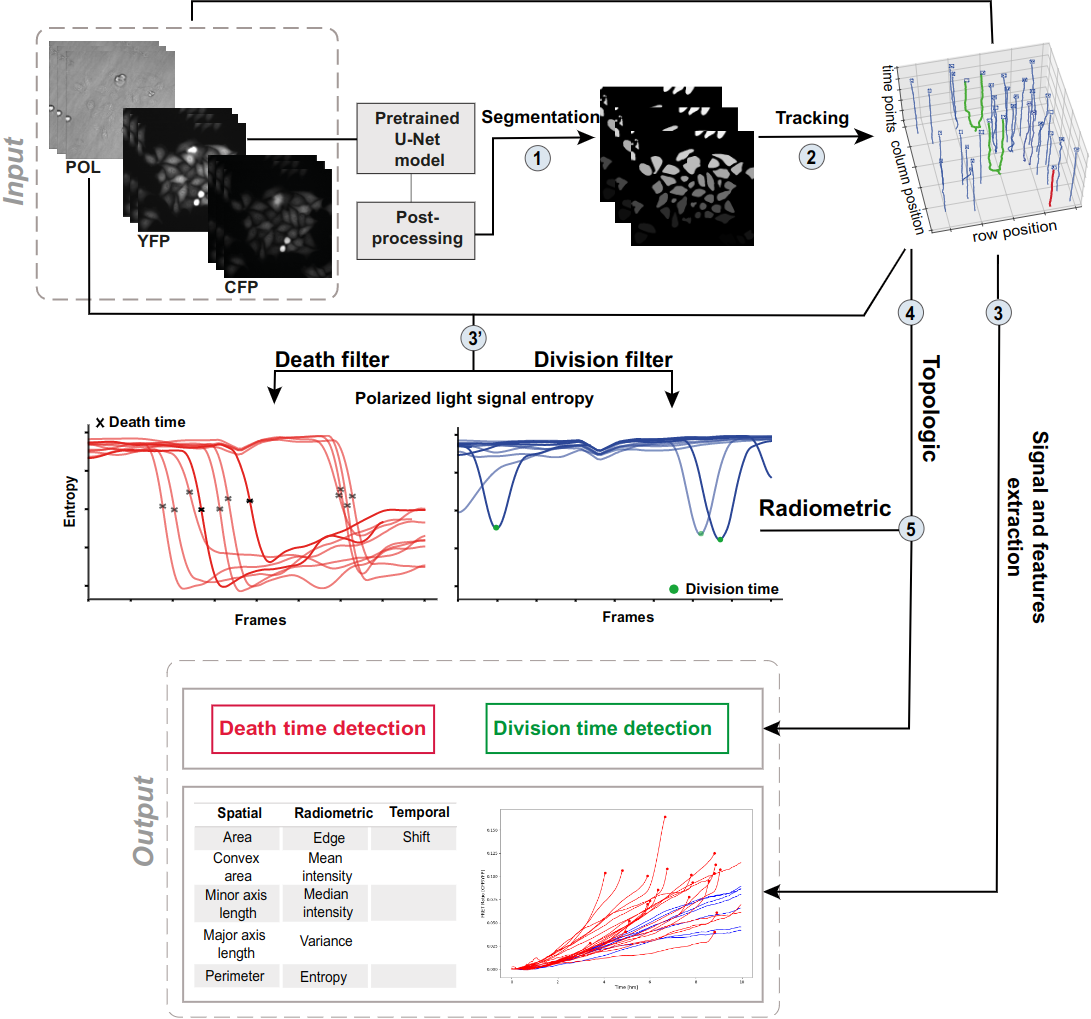 Cell evolution analysis (detection of division and death events, extraction of geometric and radiometric features) in multi-channel live-cell imaging without specific event markers.