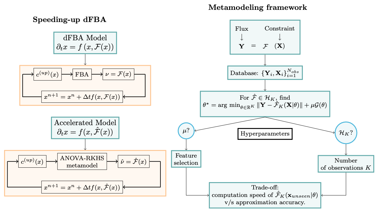The figure contains two columns. On the left is a contrast of two iterative computations: one labeled “dFBA Model” with an FBA optimization step, one labeled “Accelerated Model” with a metamodel optimization step. On the right is a flowchart showing how hyperparameters are chosen, with a trade-off between computation speed and approximation accuracy.