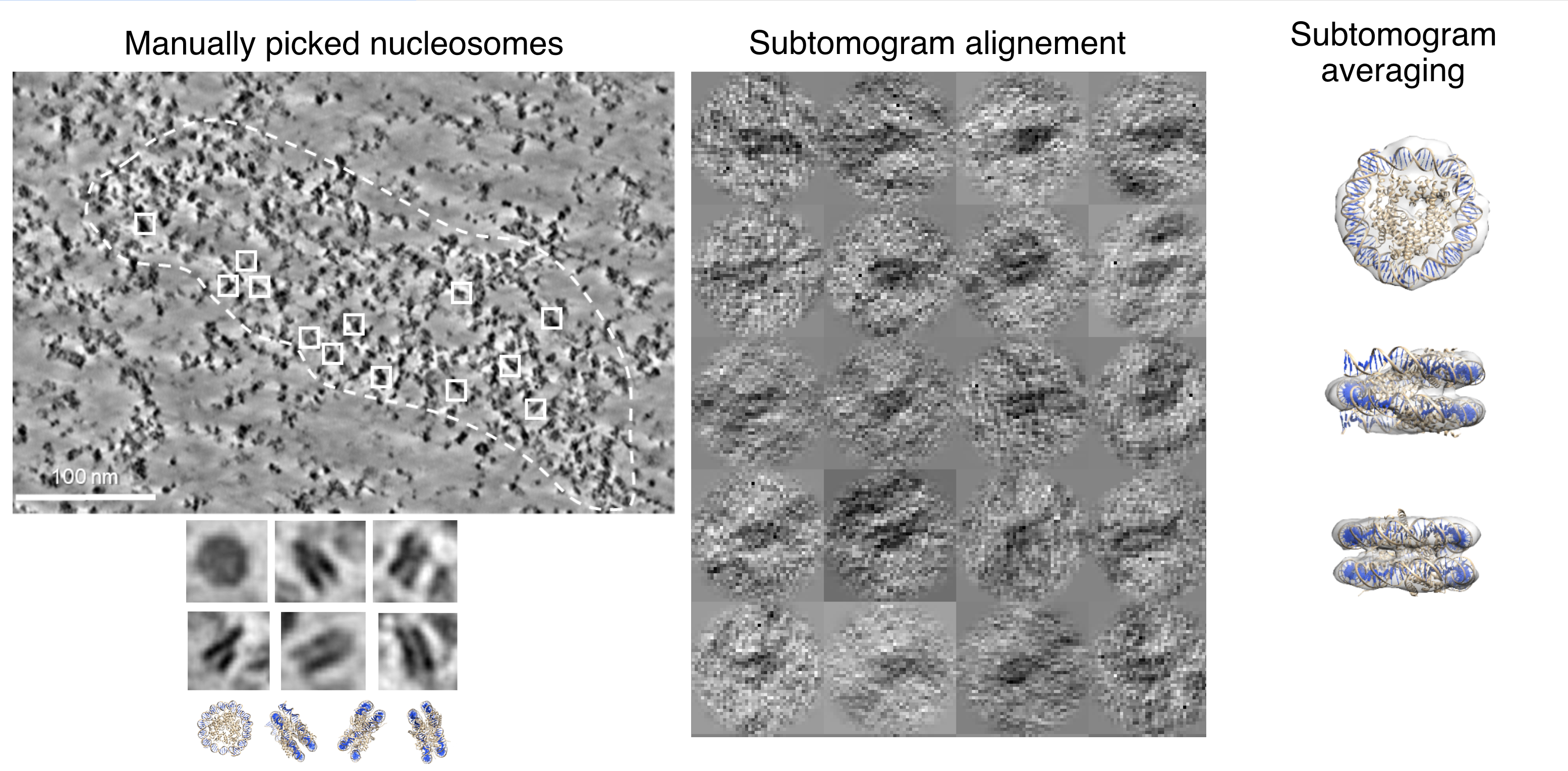 Nucleosome detection in cryo-electron tomography. (Left) localization of nucleosomes in 3D images with DeepFinder. (Right) subtomogram alignment and averaging from the set of detected nucleosomes.