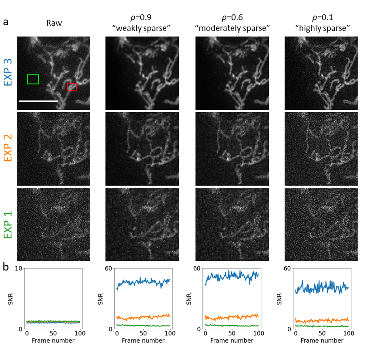 SPITFIR(e) image reconstruction applied to wide-field multifocus microscopy (MFM) with different amounts of sparsity, exposure and illumination values. Data are temporal series (100 time points) of 3D stacks composed of nine planes each depicting mitochondria in U2OS cells transfected with TOM20 (translocase of outer mitochondrial membrane) fused to GFP (GFP-TOM20). Exposure time: 50 ms. The sample is imaged with three different doses of illumination light. MFM allows simultaneous acquisition of a 3D stack of nine images equally spaced with (dz = 330 nm) focal 2D images (pixel size = 120 nm). (a) The image grid displays the deconvolution results on the 6th plane for successive increasing laser power values (EXP 1, 2 and 3). The 3D stacks have been deconvolved with 3D Gaussian PSF model (σxy=1.5\sigma _{xy} = 1.5 pixels and σz=1.5 \sigma _z = 1.5 pixels) and with three different levels of sparsity ("weak", "moderate", and "high"). (b) The plots are SNR values calculated for the 6th plane at each time-point as follows: SNR = Power(signal) / Power(background) = |Ω(xS)|-1∑x∈Ω(xS)I(x)2/|Ω(xB)|-1∑x∈Ω(xB)I(x)2|\Omega (x_S)|^{-1} \sum _{x \in \Omega (x_S)} I(x)^2 / |\Omega _(x_B)|^{-1} \sum _{x \in \Omega (x_B)} I(x)^2 , where Ω(xS)\Omega (x_S) (with size |Ω(xS)||\Omega (x_S)|) and Ω(xB)\Omega (x_B) (with size |Ω(xB)||\Omega (x_B)|) are two ROIs centered at pixels xSx_S (red ROI) and xBx_B (green ROI), respectively. Scale bar: 10 μ\mu m.