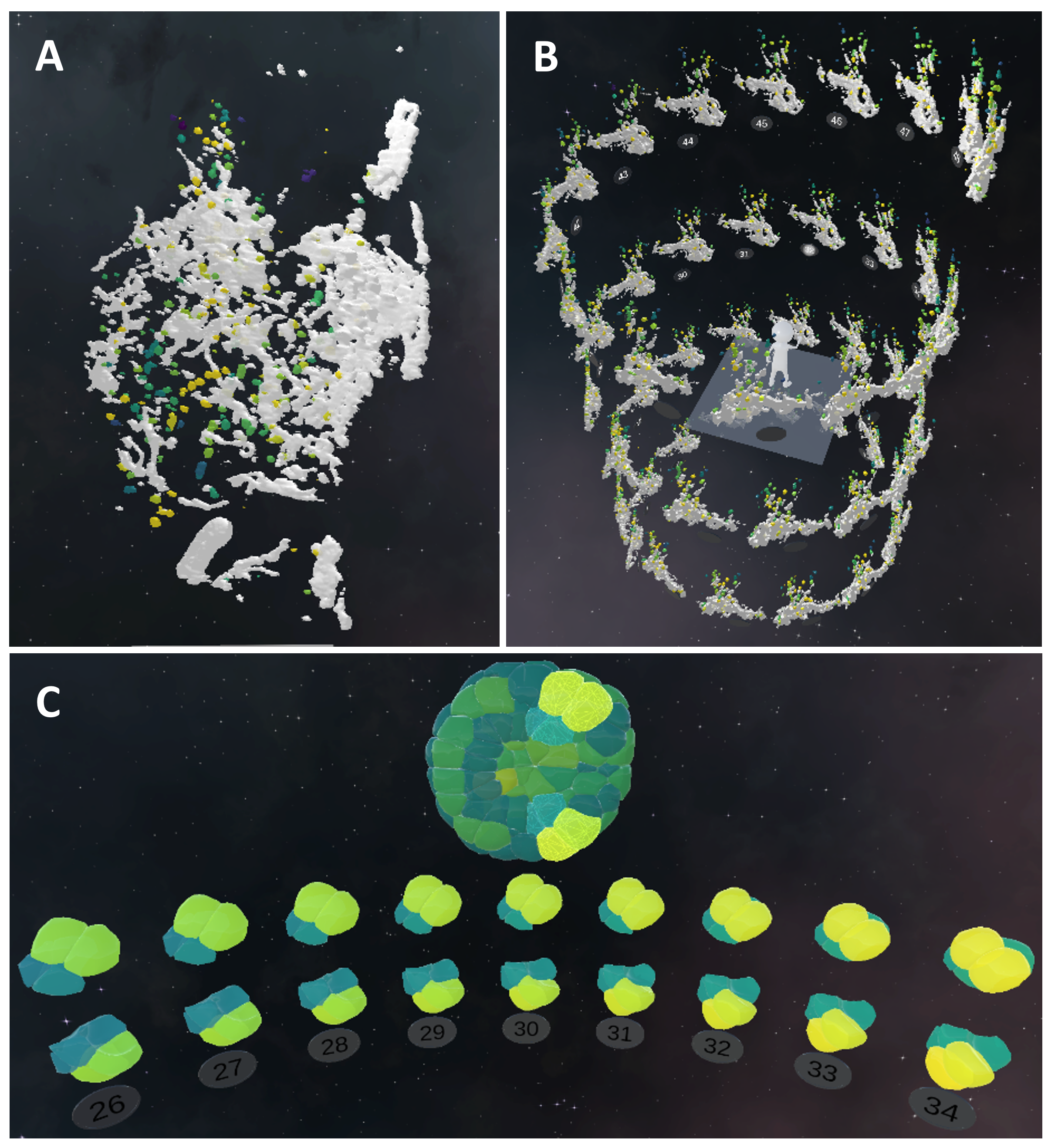 3D Timeline visualization in VR for 3D temporal microscopy images. (A) 3D view of CD63 endosomes (green-yellow) versus mitochondria (grey) in RPE1 cells. (B) Helicoid 3D timeline visualization of the temporal evolution of a selected region of interest in the cell. (C) 3D view of Phallusia Mammillata embryo recording, with a curved 3D timelime visualization of the temporal evolution of the highlighted cells.